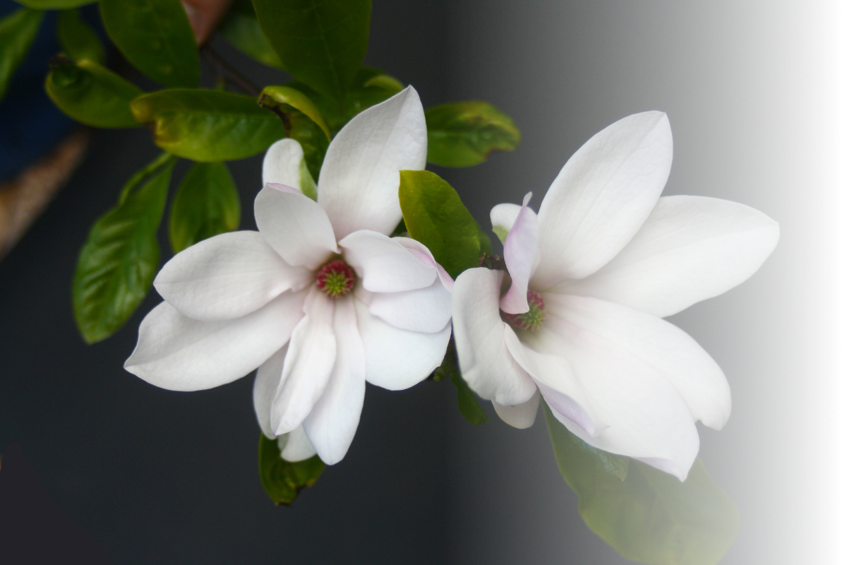 photo with two white magnolia flowers