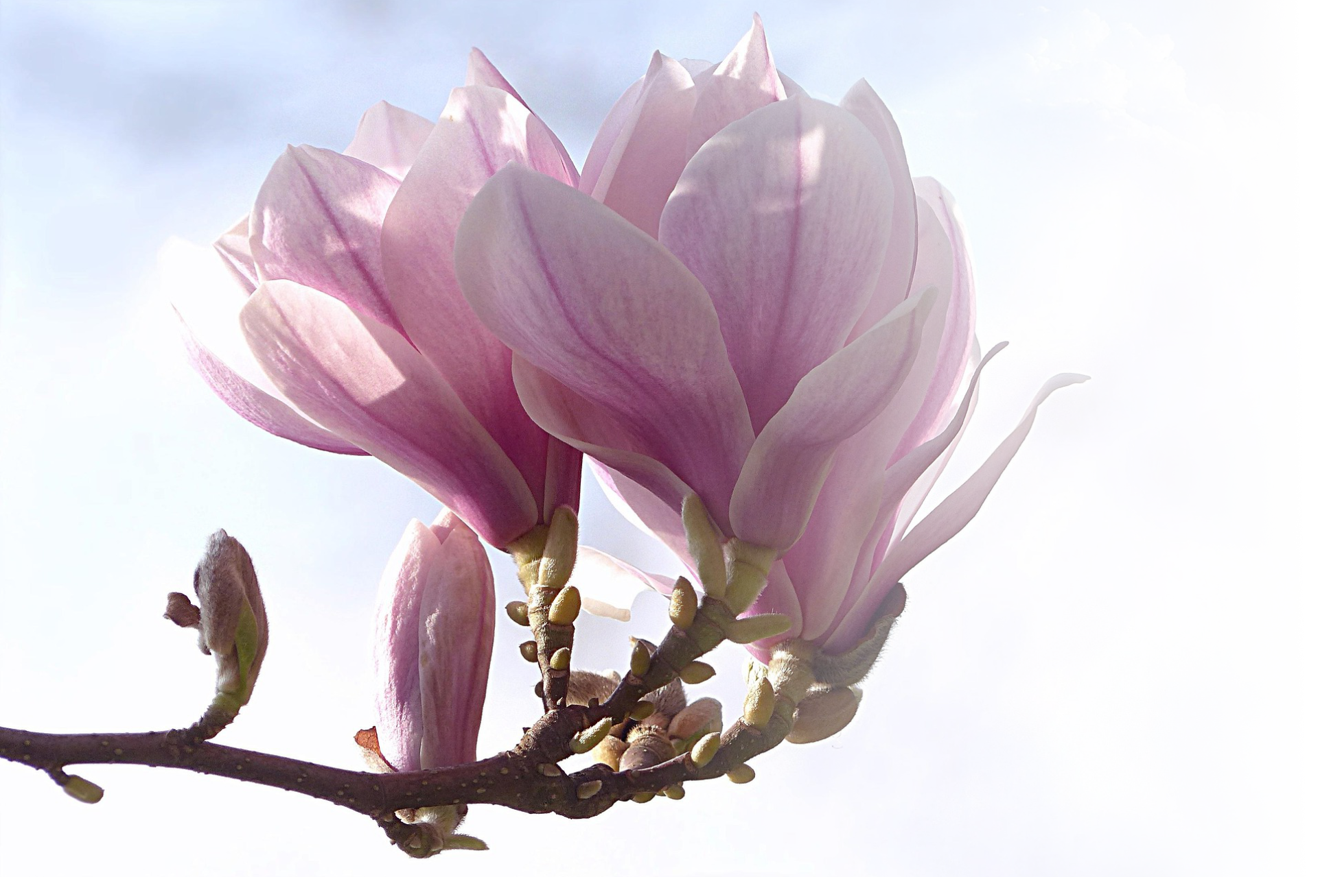 Magnolia flower picture courtesy of Oldiefan from Pixabay